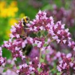 Полезные свойства и противопоказания душицы как травы и эфирного масла трава душица лечебные свойства и противопоказания фото