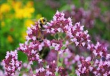 Полезные свойства и противопоказания душицы как травы и эфирного масла трава душица лечебные свойства и противопоказания фото