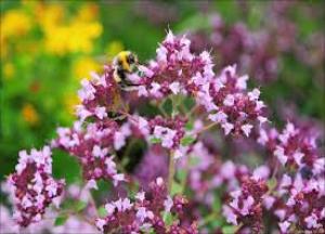 Полезные свойства и противопоказания душицы как травы и эфирного масла трава душица лечебные свойства и противопоказания фото