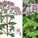 Душица в гинекологии: полезные свойства, противопоказания и применение для женщин трава душица лечебные свойства и противопоказания фото