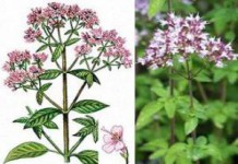 Душица в гинекологии: полезные свойства, противопоказания и применение для женщин трава душица лечебные свойства и противопоказания фото