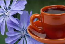 Польза и вред цикория растворимого для беременных и похудения польза и вред цикория растворимого