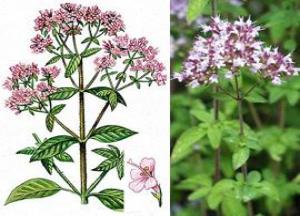 Душица в гинекологии: полезные свойства, противопоказания и применение для женщин трава душица лечебные свойства и противопоказания фото