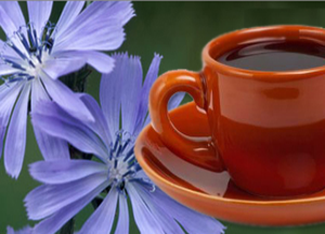 Польза и вред цикория растворимого для беременных и похудения польза и вред цикория растворимого