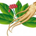 Лечебные свойства корня женьшеня: как заваривать и применять для мужчин и женщин Корень женьшеня фото