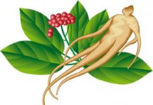 Лечебные свойства корня женьшеня: как заваривать и применять для мужчин и женщин Корень женьшеня фото