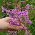 Когда собирать иван-чай для сушки в домашних условиях иван чай как собирать и сушить фото