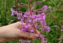 Когда собирать иван-чай для сушки в домашних условиях иван чай как собирать и сушить фото