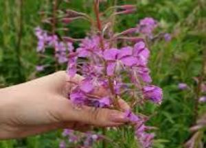 Когда собирать иван-чай для сушки в домашних условиях иван чай как собирать и сушить фото