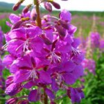 Кипрей узколистый — иван-чай: полезные свойства лекарственного растения иван чай фото полезные свойства