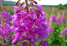 Кипрей узколистый — иван-чай: полезные свойства лекарственного растения иван чай фото полезные свойства