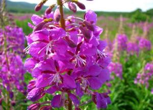 Кипрей узколистый — иван-чай: полезные свойства лекарственного растения иван чай фото полезные свойства