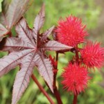 Как принимать и сколько выпить касторки, как слабительное средство касторка как слабительное как принимать отзывы