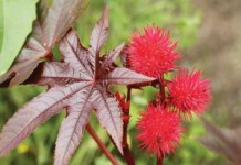 Как принимать и сколько выпить касторки, как слабительное средство касторка как слабительное как принимать отзывы