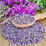 Иван-чай — кипрей: полезные свойства и противопоказания кипрей полезные свойства и противопоказания