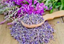 Иван-чай — кипрей: полезные свойства и противопоказания кипрей полезные свойства и противопоказания