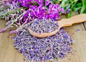 Иван-чай — кипрей: полезные свойства и противопоказания кипрей полезные свойства и противопоказания