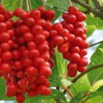 Инструкция по применению настойки из семян и лианы лимонника дальневосточного Инструкция по применению лимонника дальневосточного