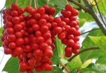 Инструкция по применению настойки из семян и лианы лимонника дальневосточного Инструкция по применению лимонника дальневосточного