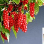 Польза и вред настойки из ягод и семян лимонника настойка лимонника польза и вред