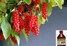 Польза и вред настойки из ягод и семян лимонника настойка лимонника польза и вред