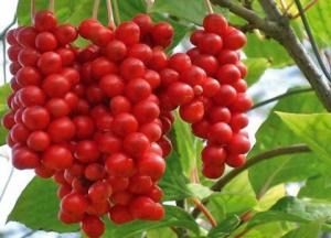 Инструкция по применению настойки из семян и лианы лимонника дальневосточного Инструкция по применению лимонника дальневосточного