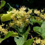 Чем полезен липовый цвет для женщин во время беременности липовый цвет лечебные свойства и противопоказания для женщин