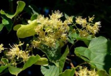 Чем полезен липовый цвет для женщин во время беременности липовый цвет лечебные свойства и противопоказания для женщин