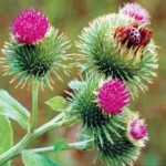 Целебные свойства корня лопуха большого: рецепты и противопоказания корень лопуха лечебные свойства и противопоказания