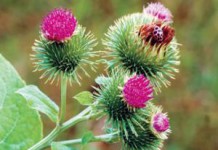 Целебные свойства корня лопуха большого: рецепты и противопоказания корень лопуха лечебные свойства и противопоказания