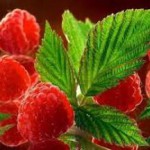 Польза и вред листьев малины: как заваривать и можно ли поить ребенка листья малины фото