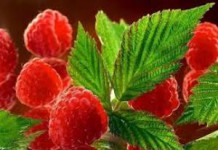 Польза и вред листьев малины: как заваривать и можно ли поить ребенка листья малины фото