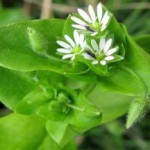 Трава мокрица: полезные свойства и противопоказания мокрица трава лечебные свойства фото