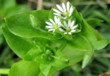 Трава мокрица: полезные свойства и противопоказания мокрица трава лечебные свойства фото