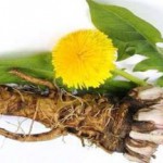 Настойка и отвар из корня одуванчика: полезные свойства и противопоказания корень одуванчика