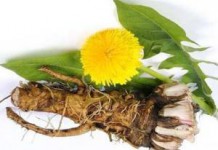 Настойка и отвар из корня одуванчика: полезные свойства и противопоказания корень одуванчика