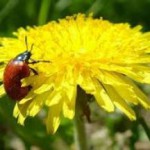 Полезные свойства и противопоказания травы и экстракта одуванчика лекарственного одуванчик лечебные свойства и противопоказания