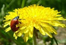 Полезные свойства и противопоказания травы и экстракта одуванчика лекарственного одуванчик лечебные свойства и противопоказания