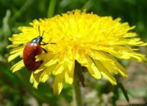 Полезные свойства и противопоказания травы и экстракта одуванчика лекарственного одуванчик лечебные свойства и противопоказания