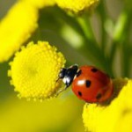 Как правильно принимать пижму от паразитов и от каких глистов она помогает пижма полынь гвоздика от паразитов отзывы