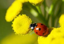 Как правильно принимать пижму от паразитов и от каких глистов она помогает пижма полынь гвоздика от паразитов отзывы