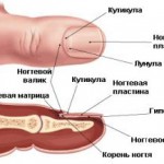 Чем лучше или как быстро и эффективно вылечить грибок ногтей ног: йодом или солью как вылечить грибок ногтей на ногах отзывы