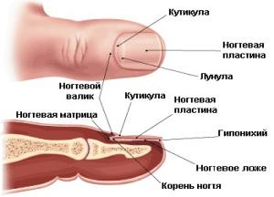 Чем лучше или как быстро и эффективно вылечить грибок ногтей ног: йодом или солью как вылечить грибок ногтей на ногах отзывы