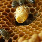 Как принимать пчелиное маточное молочко в гранулах маточное молочко пчелиное