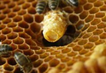 Как принимать пчелиное маточное молочко в гранулах маточное молочко пчелиное