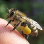 Перга пчелиная: польза и вред для мужчин и женщин, как принимать перга пчелиная полезные свойства как принимать фото