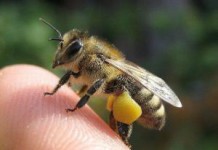 Перга пчелиная: польза и вред для мужчин и женщин, как принимать перга пчелиная полезные свойства как принимать фото