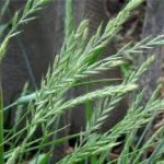 Лечебные свойства травы и корневищ пырея ползучего на суставы и другие органы человека пырей ползучий фото