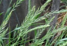 Лечебные свойства травы и корневищ пырея ползучего на суставы и другие органы человека пырей ползучий фото