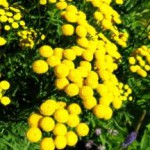 Список трав, обладающих желчегонным действием: готовые сборы и рецепты желчегонные травы